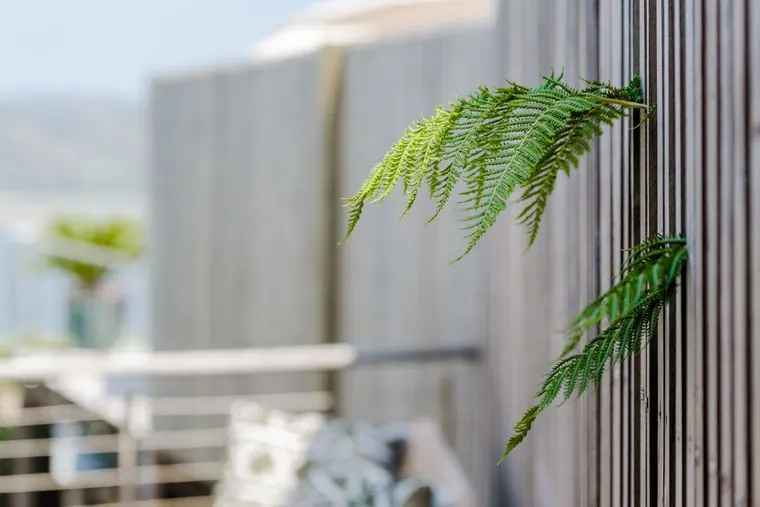 A fern beside the deck railing